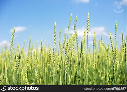 wheat field and blue sky