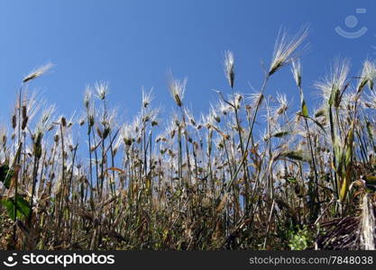 Wheat field and blue sky