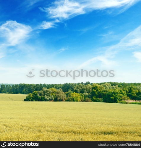 wheat field and blue sky