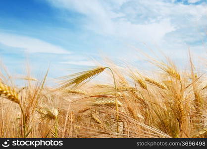 Wheat field and blue sky with clouds