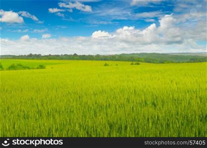 Wheat field and blue sky with light clouds