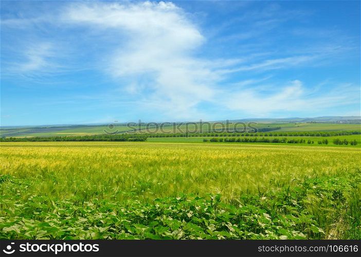 Wheat field and blue sky with light clouds. Agricultural landscape.