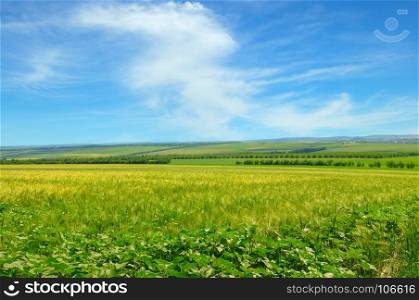 Wheat field and blue sky with light clouds. Agricultural landscape.