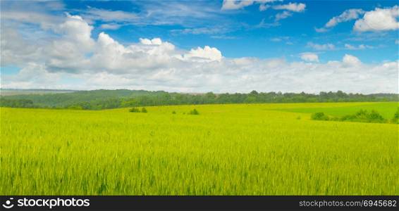 Wheat field and blue sky with light clouds. Wide photo.