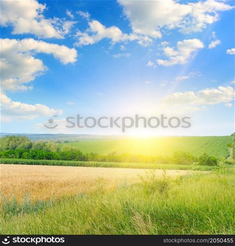 Wheat field and blue sky with sun.