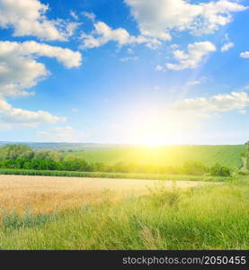 Wheat field and blue sky with sun.