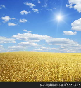 Wheat field and blue sky with sun