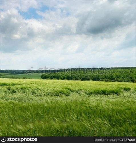 wheat field and cloudy sky