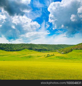 Wheat field and countryside scenery. Picturesque hilly area.