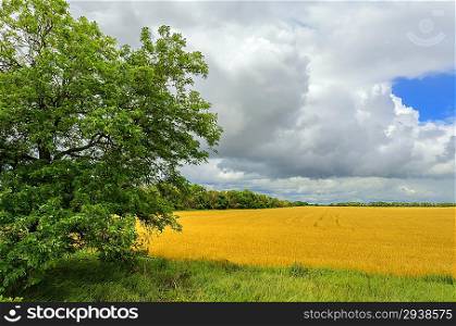 Wheat field and forest against cloudy sky
