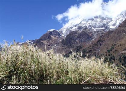 Wheat field and snow mountain in Nepal