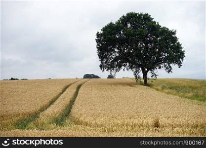 Wheat field and tree in Denmark