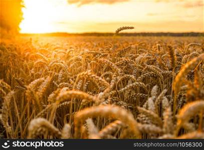 Wheat field at golden sunset. Wheat field at sunset