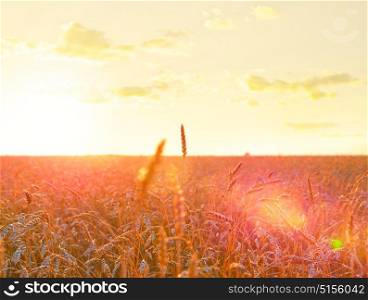 Wheat field at summer sunset
