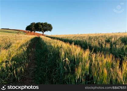 Wheat field at sunrise with trees on background. Wheat field at sunrise. Wheat field at sunrise