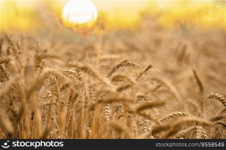 Wheat field at sunset. Ears of wheat are golden in color and heavy, hanging down. The sun is setting on the horizon, partially visible and illuminating the wheat with warm light.