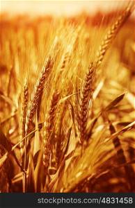 Wheat field background, agricultural meadow, autumn season, bread production, farmland, harvest season, organic nutrition, fall nature&#xA;