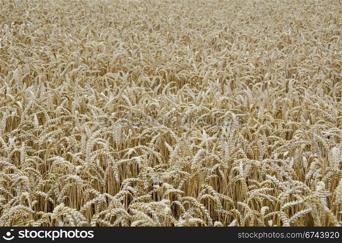 Wheat field background. background picture of a wheat field with golden seeds