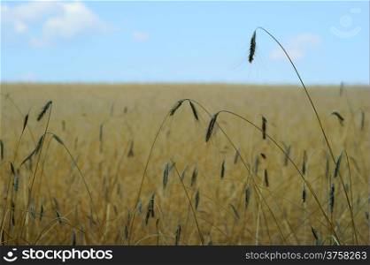 Wheat field - blue sky