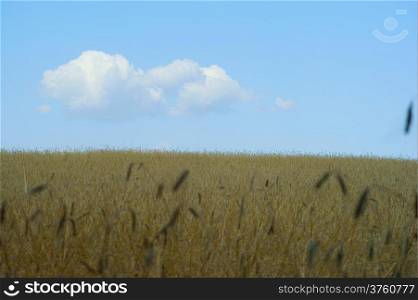 Wheat field - blue sky