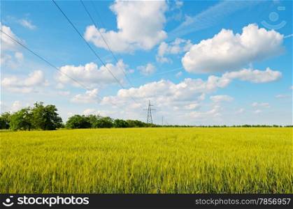 wheat field, blue sky and power lines