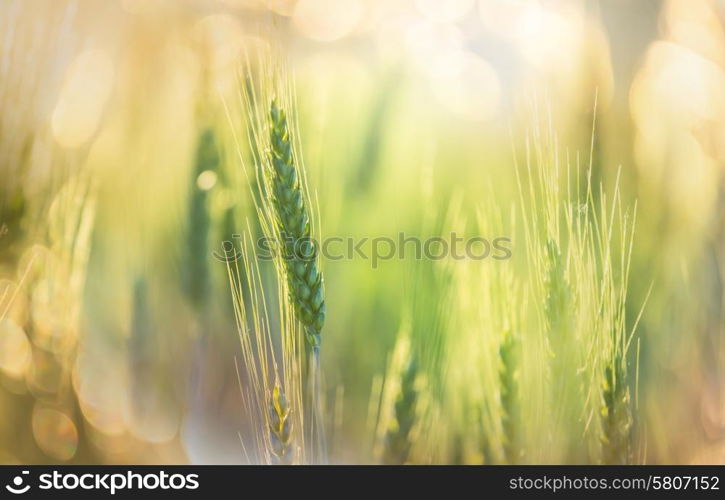 Wheat field, close up shot