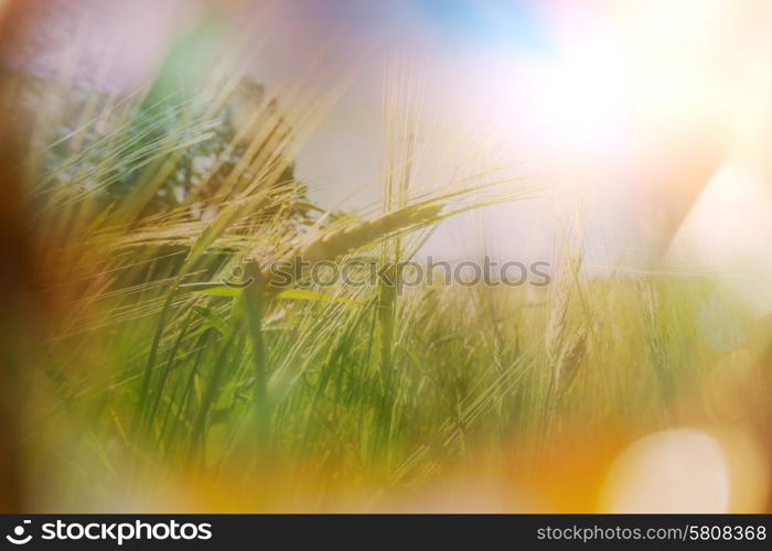 Wheat field, close up shot