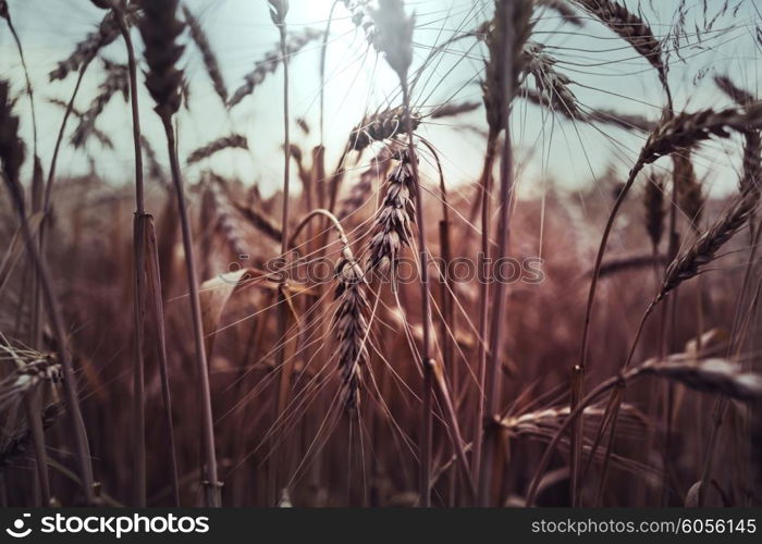 Wheat field, close up shot