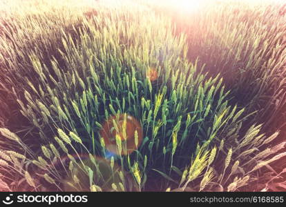 Wheat field, close up shot