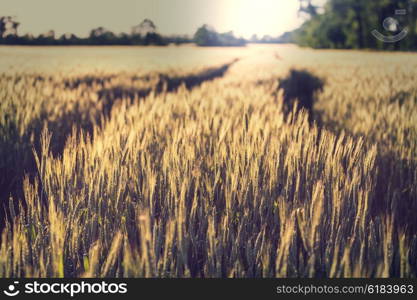 Wheat field, close up shot