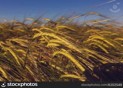 Wheat field, close up shot