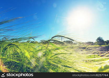 Wheat field, close up shot