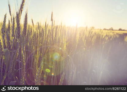 Wheat field, close up shot