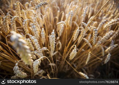 Wheat field, close up shot. Ripe ears of wheat grow on the nature.