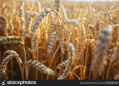 Wheat field, close up shot. Ripe ears of wheat grow on the nature.