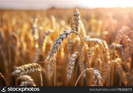 Wheat field, close up shot. Ripe ears of wheat grow on the nature.