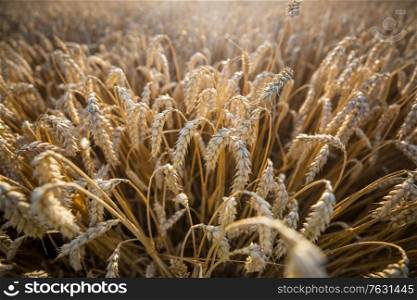 Wheat field, close up shot. Ripe ears of wheat grow on the nature.