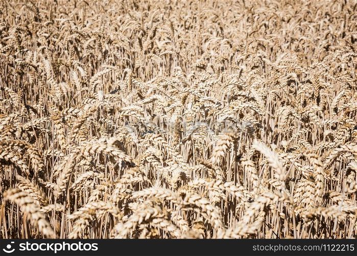 wheat field close up view. Nature background