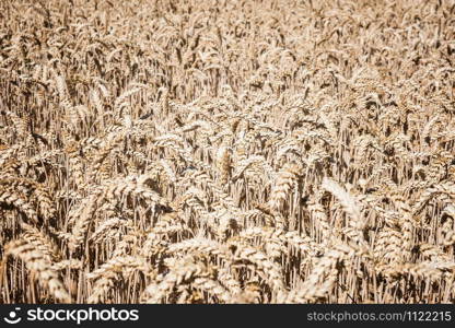 wheat field close up view. Nature background