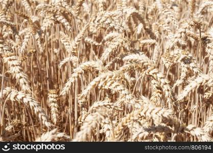 wheat field close up view. Nature background