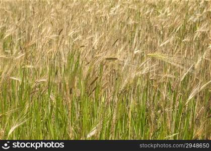 Wheat field closeup