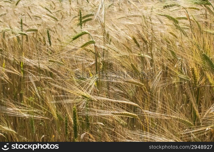 Wheat field closeup