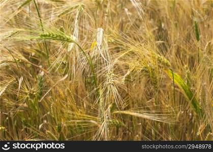 Wheat field closeup