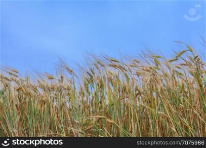 wheat field. closeup ears of wheat against the sky