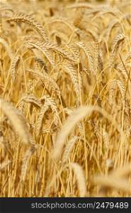 Wheat field closeup golden ripe in July harvest ready