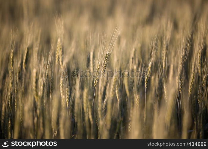 wheat field closeup on the sunset