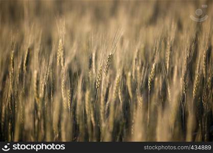 wheat field closeup on the sunset