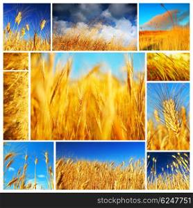 Wheat field collage conceptual collection of growth