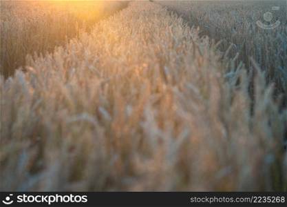 Wheat field. Ears of golden wheat close up. Beautiful Rural Scenery under Shining Sunlight and blue sky. Background of ripening ears of meadow wheat field.. Sunset or sunrise on a rye field with golden ears