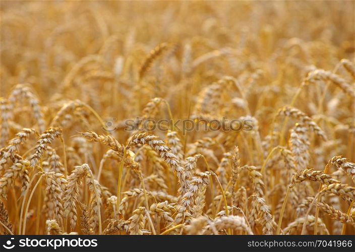 Wheat field. Ears of golden wheat close up